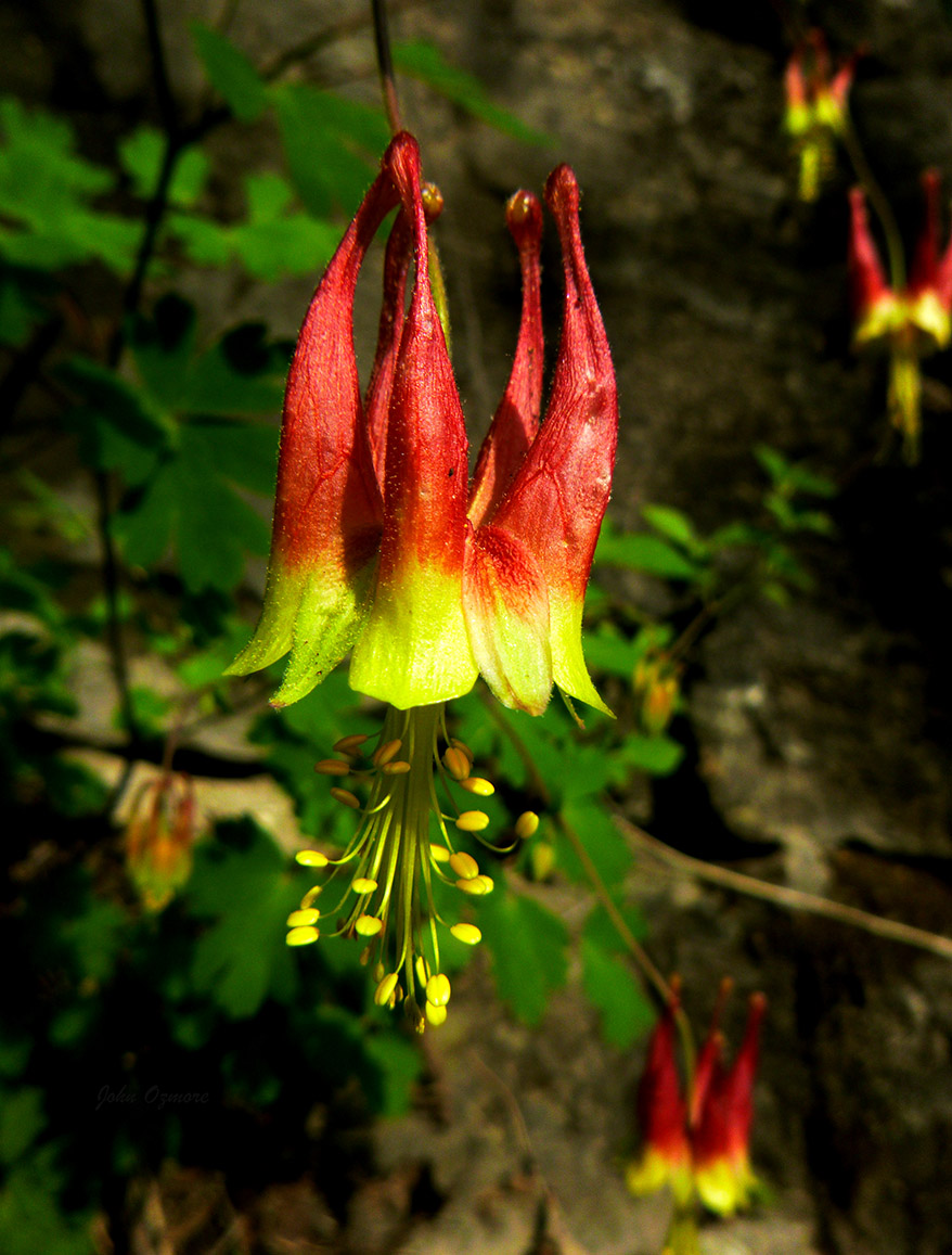 Red Columbine Group